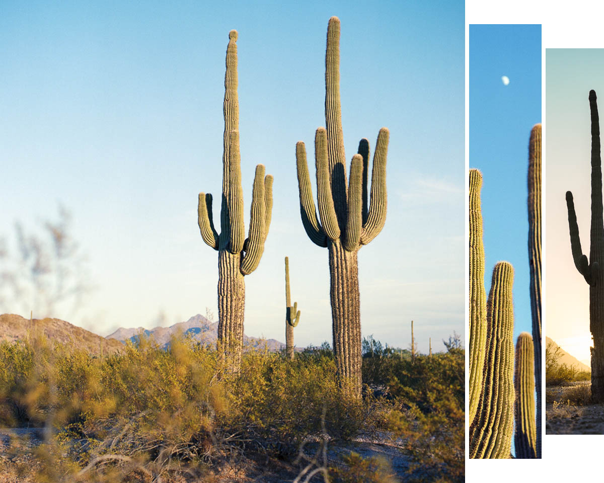 Saguaros 3