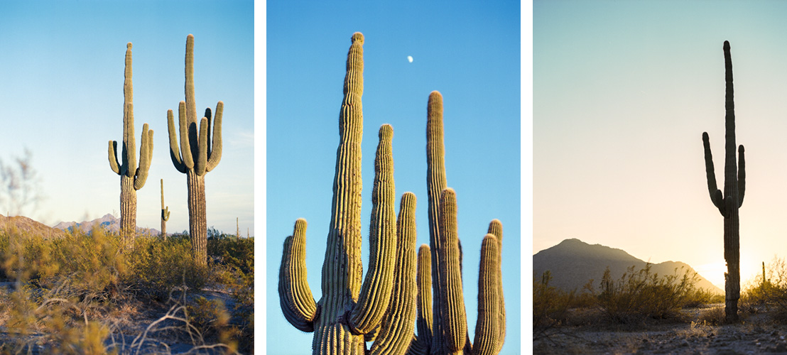 Saguaros 3